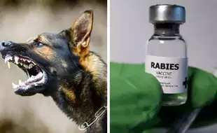 Coimbatore Woman Dies Of Rabies After Being Bitten By Pet Puppy; How To Prevent This Highly-Dangerous Virus?