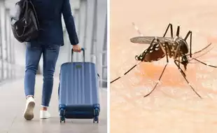 What Is Killer Airport and Luggage Malaria Spreading Across Europe? Know All About This Parasitic Disease