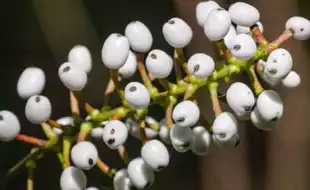 US National Park Services Warns Of Nightmarish Toxic Plant That Can Cause Cardiac Arrest, Severe Stomachache