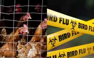 Four Washington Farm Workers Suspected To Have Bird Flu, US CDC Sends Team To Investigate