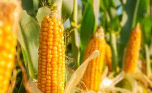 Can Eating Corn Cause Cancer Due To Aflatoxin Mold? Expert Says Absolutely Not; Here's How