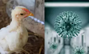 First Human Case Of Bird Flu Reported In Canada As Teenager Tests Positive