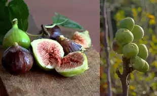 No, Figs Are Not Non-Vegetarian Fruits! Here's Debunking The Viral Claim Which Talks Of Wasps Pollination