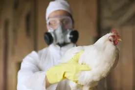 Bird flu in Canada: What to know about poultry and milk safety