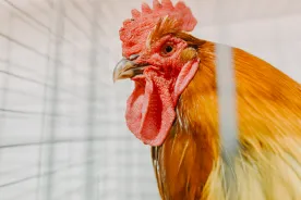 Possible bird flu infection found in California child, health officials say