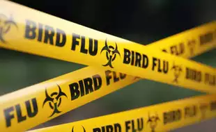 California Case Is the First Confirmed H5N1 Bird Flu Infection in a US Child