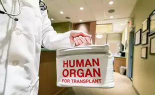 What Really Happens to Your Body After Organ Donation? Here’s The Truth