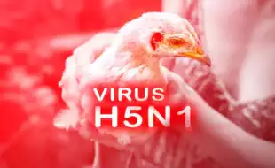 New Avian H5N1 Flu Strain Spreads Faster Than Ever: Study