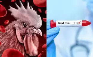 New Human Bird Flu Case Confirmed In California: CDC Steps Up Efforts Amid Outbreak