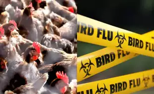 US Bird Flu: H5N1 Influenza Found in a Georgia Commercial Flock for the First Time; All Poultry Activities Suspended